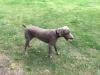Moby standing grass